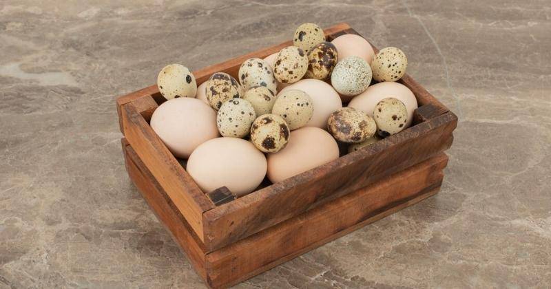 Telur Ayam atau Telur Puyuh, Mana yang Lebih Baik untuk Bayi?